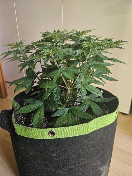Permanent Bluez Izi Seeds. Week 5