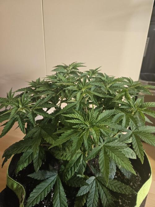 Permanent Bluez Izi Seeds. Week 5