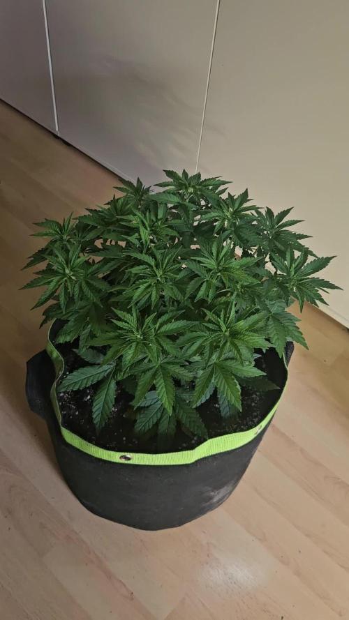 Permanent Bluez Izi Seeds