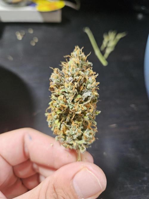 Zoapaya Auto Orginalsensibleseeds. Week 10
