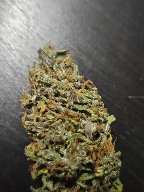 Zoapaya Auto Orginalsensibleseeds. Week 10