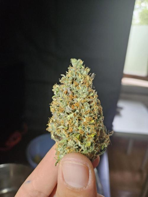 Zoapaya Auto Orginalsensibleseeds. Week 10