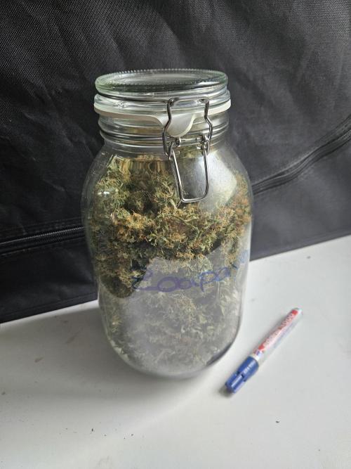 Zoapaya Auto Orginalsensibleseeds. Week 10