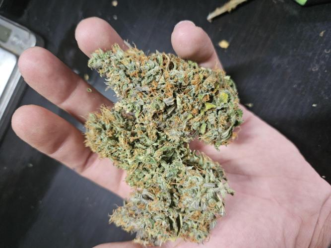 Zoapaya Auto Orginalsensibleseeds. Week 10