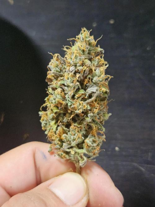 Zoapaya Auto Orginalsensibleseeds. Week 10