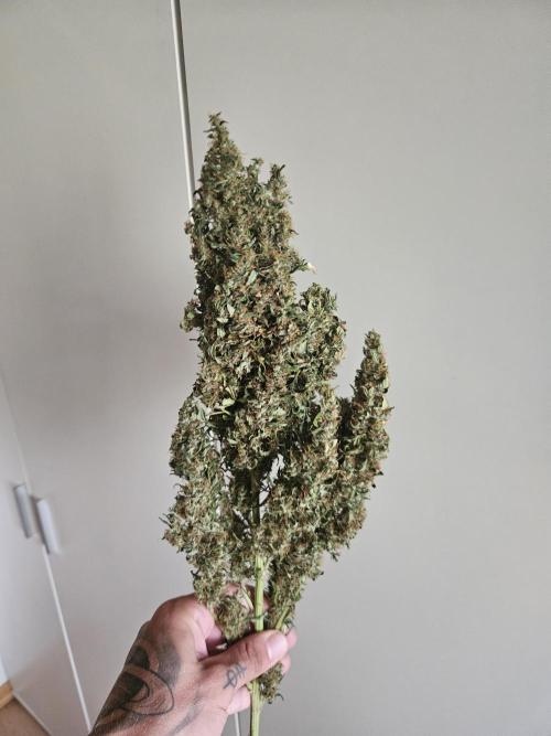 Zoapaya Auto Orginalsensibleseeds. Week 10
