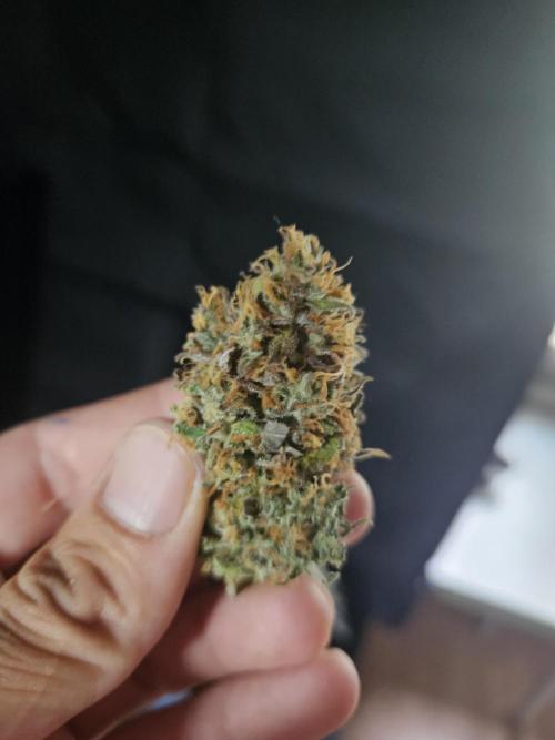 Zoapaya Auto Orginalsensibleseeds. Week 10
