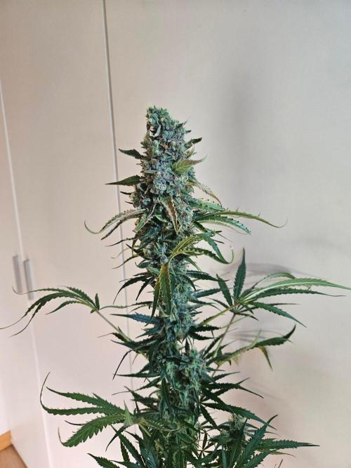 FumePop Auto Orginalsensibleseeds. Week 10
