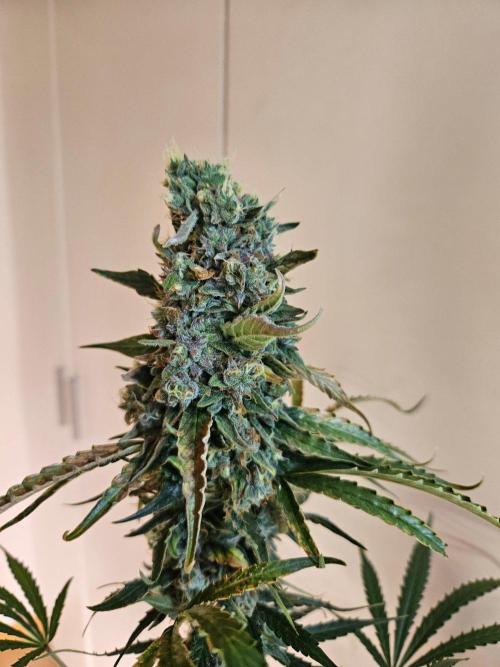 FumePop Auto Orginalsensibleseeds. Week 10