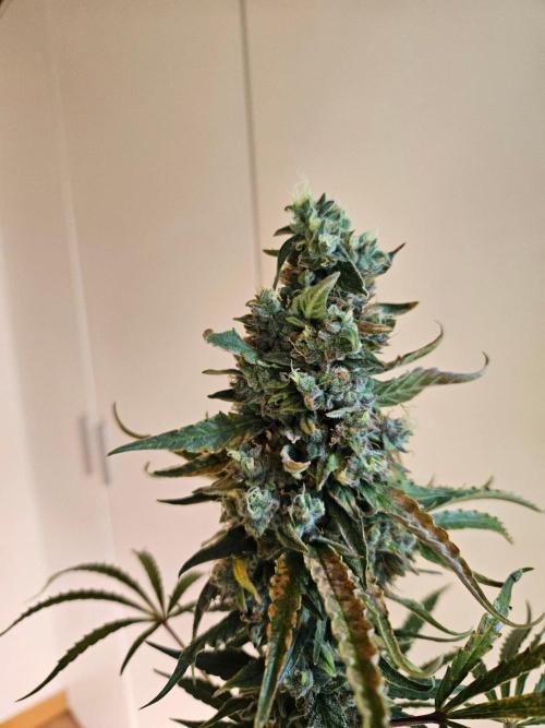 FumePop Auto Orginalsensibleseeds. Week 10