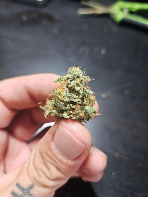 FumePop Auto Orginalsensibleseeds. Week 10
