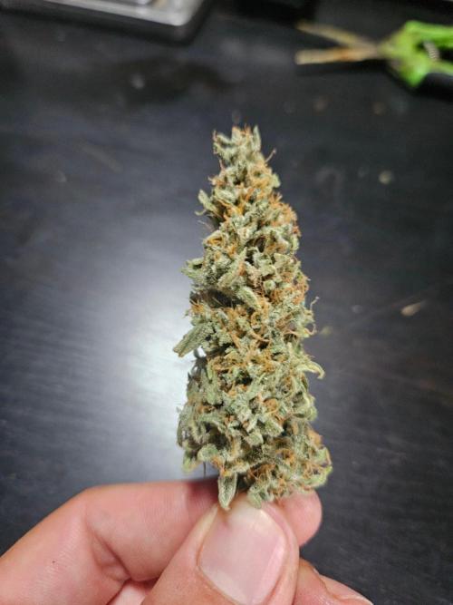 FumePop Auto Orginalsensibleseeds. Week 10