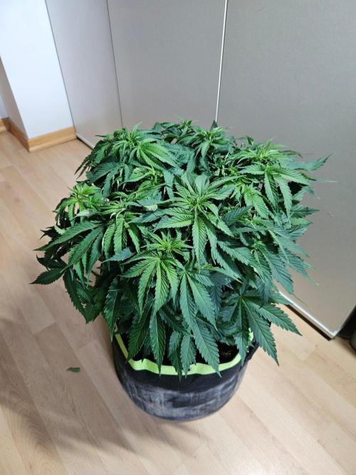 The gassy one SuperSativaSeedClub. Week 6