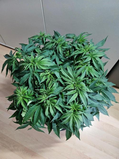 The gassy one SuperSativaSeedClub. Week 6