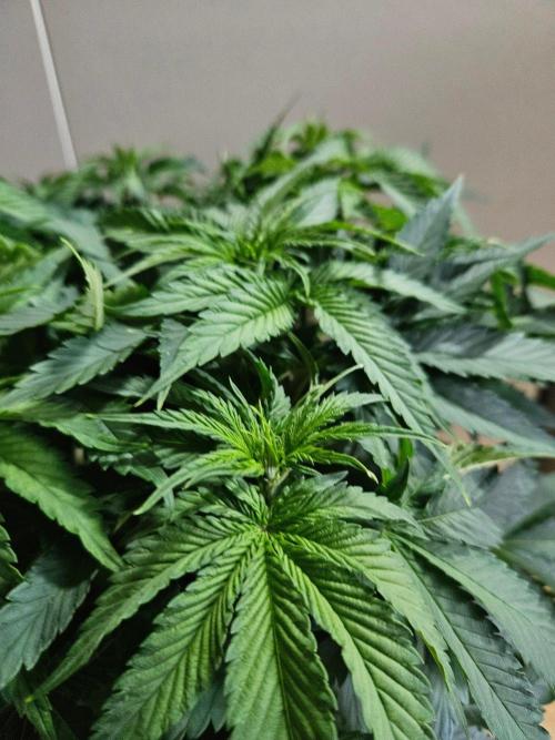 The gassy one SuperSativaSeedClub. Week 6
