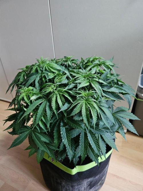 The gassy one SuperSativaSeedClub. Week 6