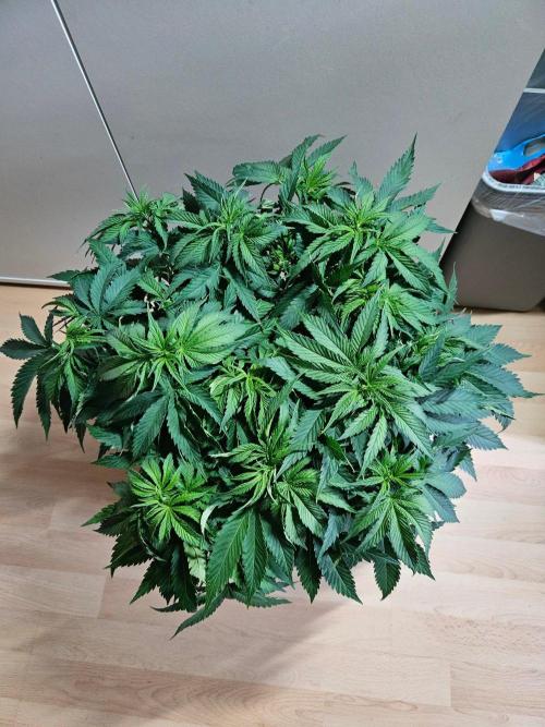 The gassy one SuperSativaSeedClub. Week 6