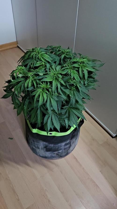 The gassy one SuperSativaSeedClub