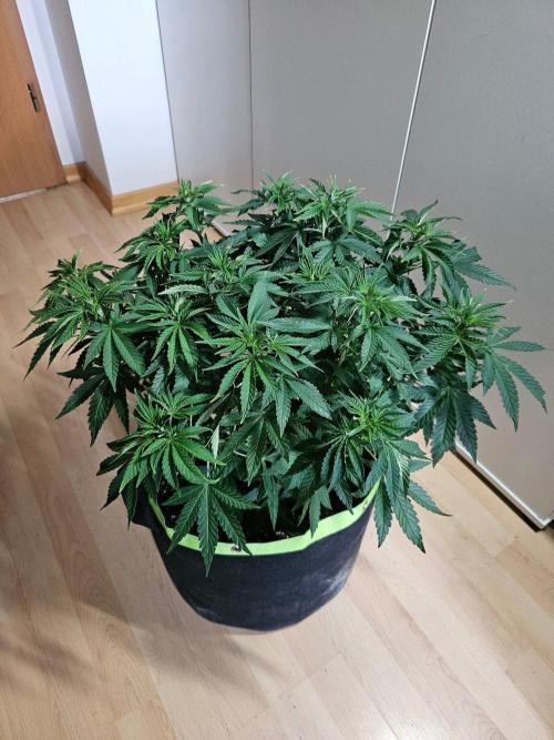 Permanent Bluez Izi Seeds. Week 6