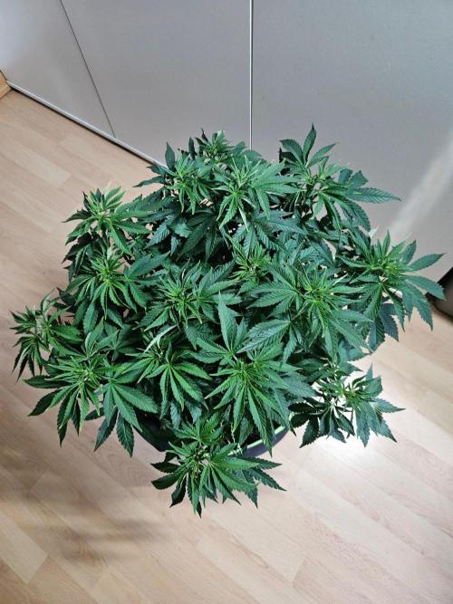 Permanent Bluez Izi Seeds. Week 6