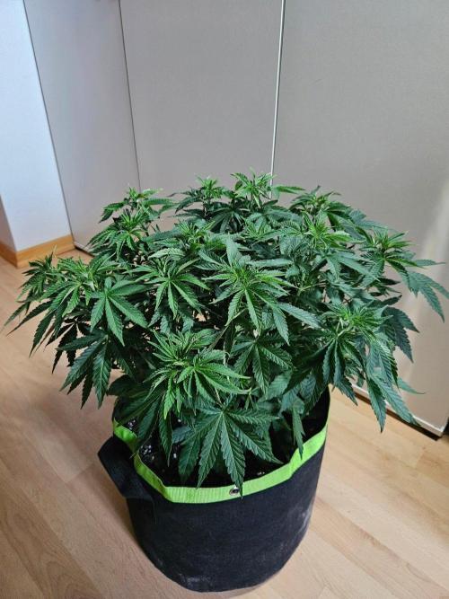 Permanent Bluez Izi Seeds. Week 6