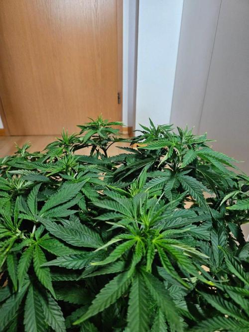 Permanent Bluez Izi Seeds. Week 6