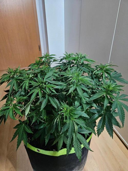 Permanent Bluez Izi Seeds. Week 6