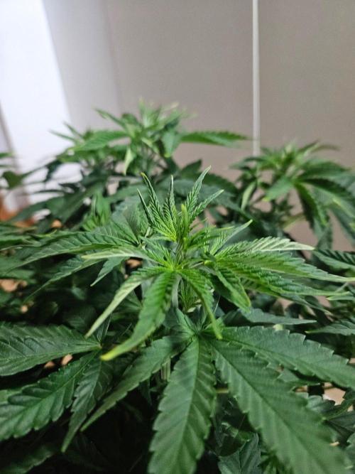 Permanent Bluez Izi Seeds. Week 6