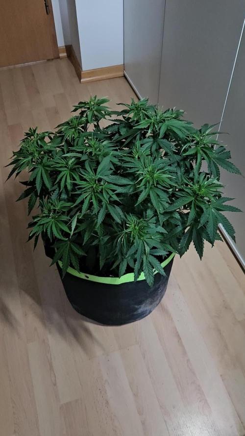 Permanent Bluez Izi Seeds
