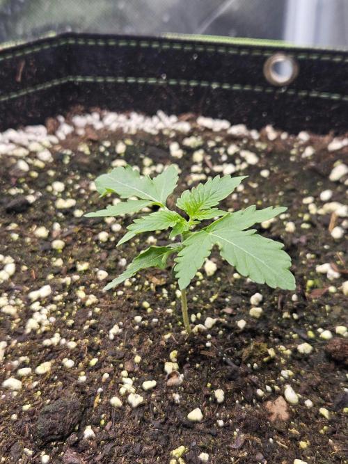 Lemon Cherry Gelato Auto Zamnesia. Week 1