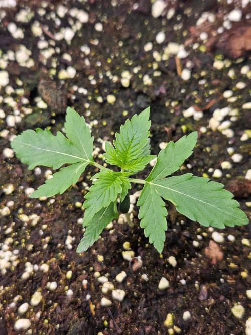 Lemon Cherry Gelato Auto Zamnesia. Week 1