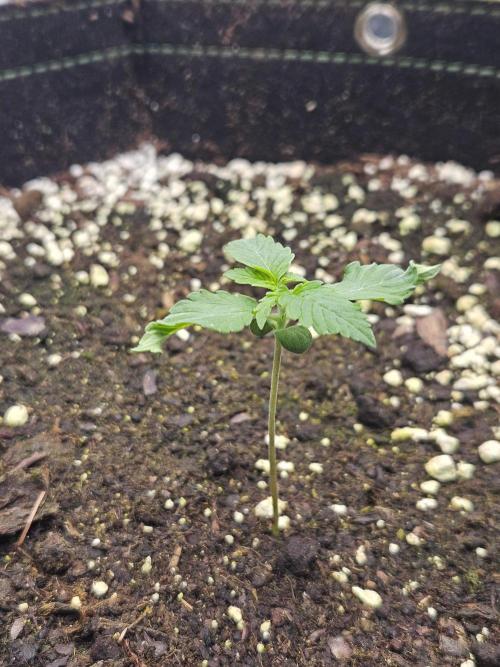 Lemon Cherry Gelato Auto Zamnesia. Week 1
