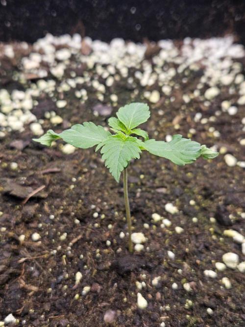 Lemon Cherry Gelato Auto Zamnesia. Week 1