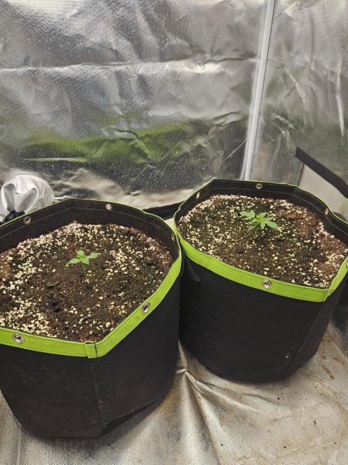 Lemon Cherry Gelato Auto Zamnesia. Week 1