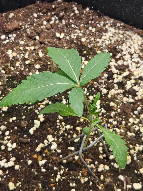 FC-E1500 150W LED. Week 1