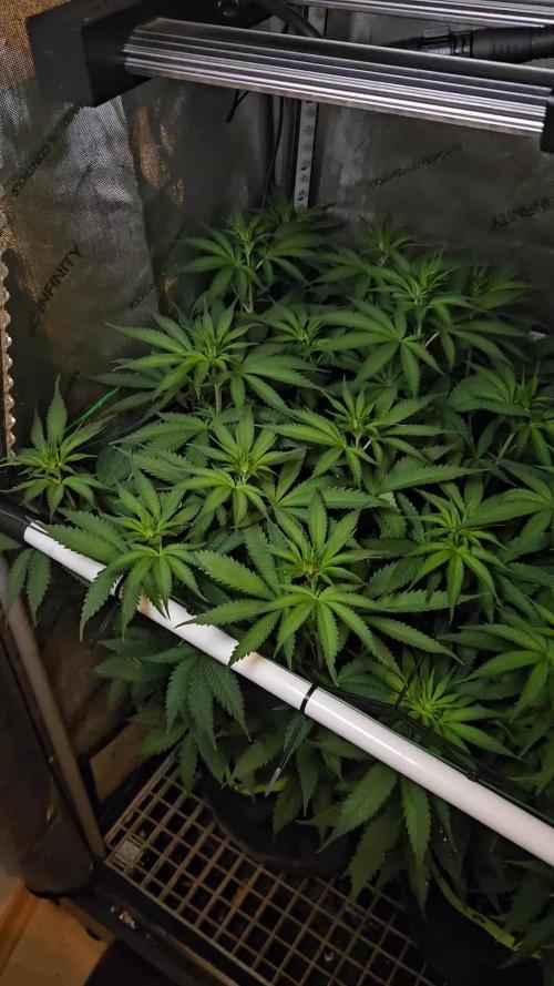 Permanent Marker flowering start 