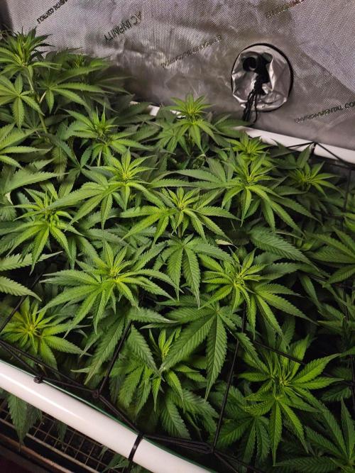 The gassy one SuperSativaSeedClub. Week 7