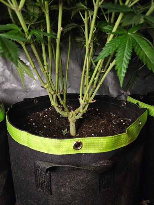 The gassy one SuperSativaSeedClub. Week 7