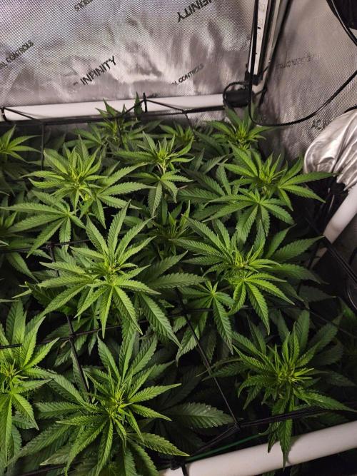 Permanent Bluez Izi Seeds. Week 7