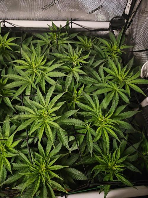 Permanent Bluez Izi Seeds. Week 7