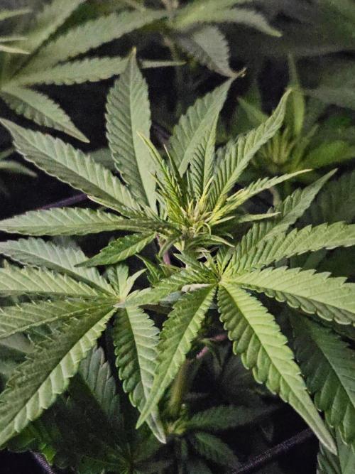 Permanent Bluez Izi Seeds. Week 7