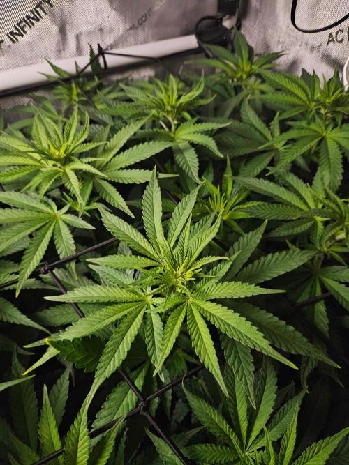 Permanent Bluez Izi Seeds. Week 7