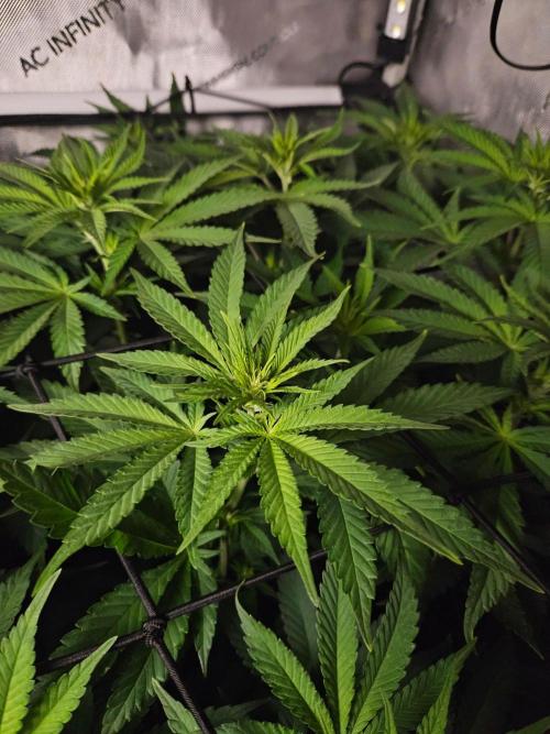 Permanent Bluez Izi Seeds. Week 7