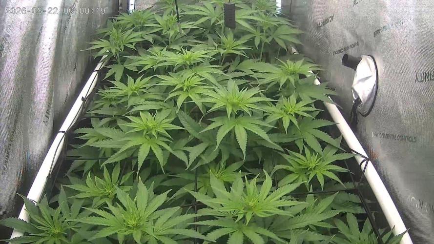 The gassy one. Week 7