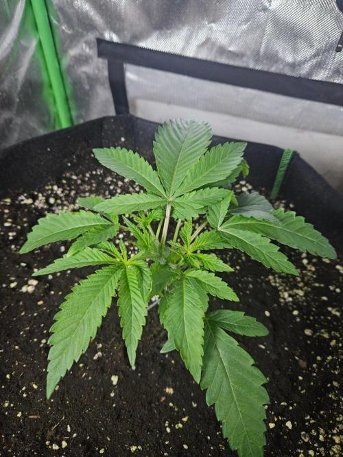 Slush Mint Cake Dutch Passion. Week 2