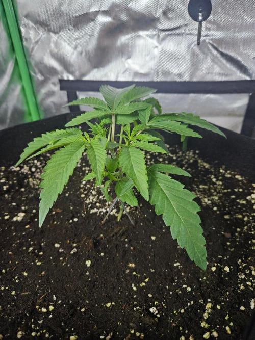 FC-E1500 150W LED. Week 2