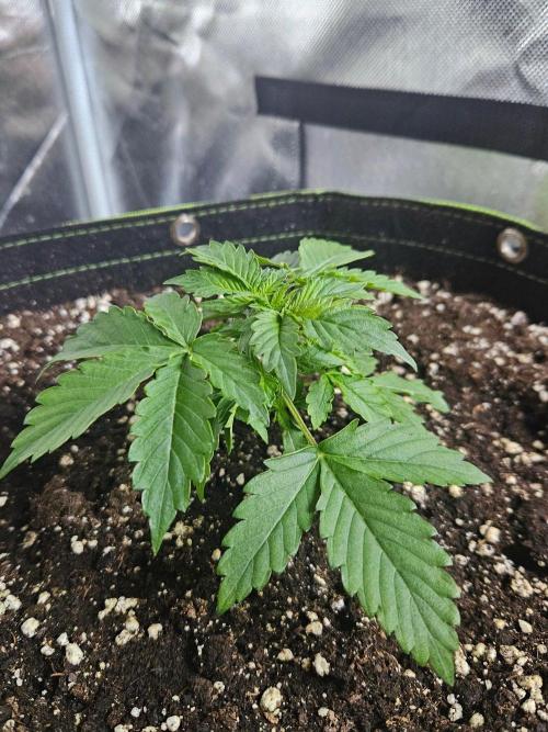Lemon Cherry Gelato Auto Zamnesia. Week 2