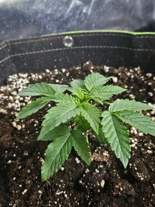 Lemon Cherry Gelato Auto Zamnesia. Week 2