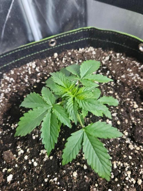 Lemon Cherry Gelato Auto Zamnesia. Week 2