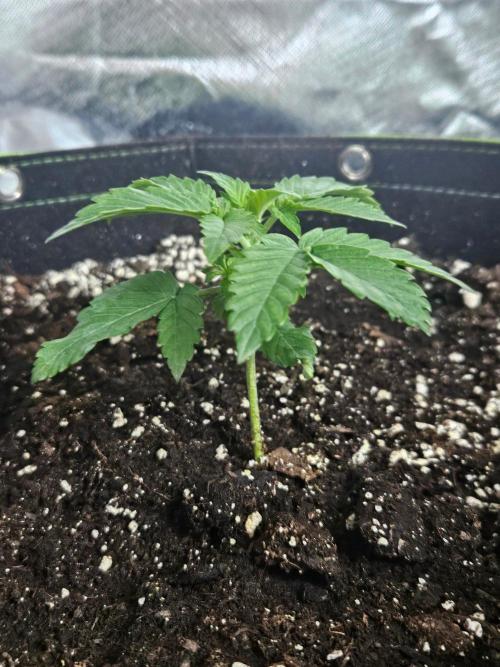 Lemon Cherry Gelato Auto Zamnesia. Week 2